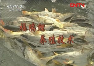 福瑞鯉養(yǎng)殖關(guān)鍵技術(shù)及飼料管理要點(diǎn)